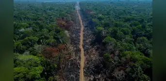 "No solo es la deforestación": ¿por qué la Amazonía peruana se acerca a un 'punto de no retorno'?