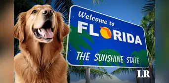 ¿Cuáles son las mejores playas para llevar a tu perro de vacaciones en Miami? ¿Cuáles son las mejores playas para llevar a tu perro de vacaciones en Miami?