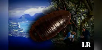 La gran "cucaracha de roca" que se creía extinta reaparece tras 90 años en una isla de Australia