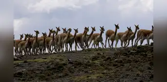 Loro Piana lucra con la miseria: comunidad recibe $280 por lana de vicuña, pero empresa cobra $9.000 por prenda Loro Piana lucra con la miseria: comunidad recibe $280 por lana de vicuña, pero empresa cobra $9.000 por prenda