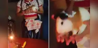 Familia venezolana le celebró cumpleaños a su cuy y en redes bromean: “En Perú, sería la torta” Familia venezolana le celebró cumpleaños a su cuy y en redes bromean: “En Perú, sería la torta”