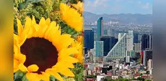 ¿Por qué el 21 de marzo se regalan flores amarillas en México y otros países? Origen de esta tendencia ¿Por qué el 21 de marzo se regalan flores amarillas en México y otros países? Origen de esta tendencia