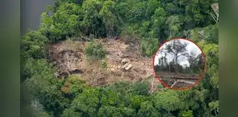 Perú perdió bosques amazónicos igual a 11 veces el distrito de San Juan de Lurigancho: ¿en qué regiones? Perú perdió bosques amazónicos igual a 11 veces el distrito de San Juan de Lurigancho: ¿en qué regiones?