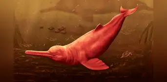 ¿Cómo era el Pebanista yacuruna, el delfín de río más grande del mundo hallado en Perú?