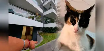 Surco: denuncian a excandidata a la alcaldía de lanzar 6 gatitos desde edificio de Monterrico Surco: denuncian a excandidata a la alcaldía de lanzar 6 gatitos desde edificio de Monterrico