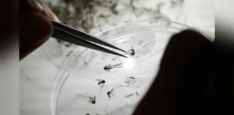 Semana Santa y dengue en Puerto Rico: lo que debes saber para protegerte Semana Santa y dengue en Puerto Rico: lo que debes saber para protegerte