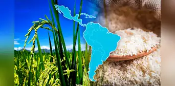 Conoce el país que consume más arroz en América Latina: no es Perú ni Argentina Conoce el país que consume más arroz en América Latina: no es Perú ni Argentina