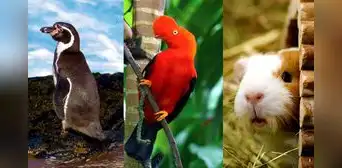 Perú es la quinta nación más biodiversa del mundo: ¿qué países de Sudamérica lo superan?