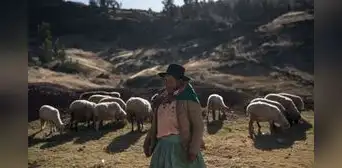 Ley de Alberto Fujimori permite explotación de comunidad campesina que recolecta lana de vicuña en Ayacucho Ley de Alberto Fujimori permite explotación de comunidad campesina que recolecta lana de vicuña en Ayacucho
