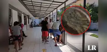 Piura: adulta mayor muere e hijo queda grave tras picadura de enjambre de abejas Piura: adulta mayor muere e hijo queda grave tras picadura de enjambre de abejas