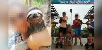 Denuncian maltrato a fauna silvestre en Ucayali: osos perezosos son usados para selfies turísticas