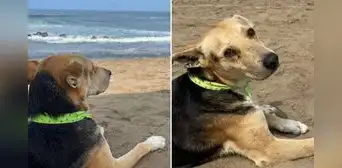 La conmovedora historia real de Vaguito, el perro que espera a su dueño frente al mar de Punta Negra La conmovedora historia real de Vaguito, el perro que espera a su dueño frente al mar de Punta Negra