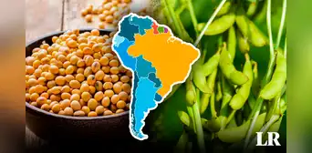 Un país de Sudamérica es el más grande productor de soya en el mundo: posee el 56% de la oferta global Un país de Sudamérica es el más grande productor de soya en el mundo: posee el 56% de la oferta global