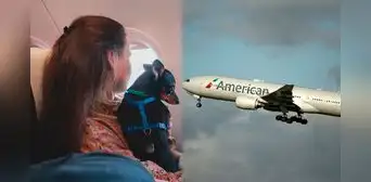 American Airlines permitirá viajar con mascotas en Colombia: entérate de las nuevas tarifas y requisitos American Airlines permitirá viajar con mascotas en Colombia: entérate de las nuevas tarifas y requisitos
