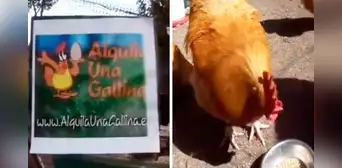 Emprendedor revela la sorpréndete suma que gana por alquilar gallinas y le dicen: “Es el gurú del corral”