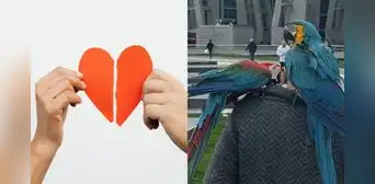 Hombre descubre infidelidad de su esposa por frase que sus loros repetían: caso es viral Hombre descubre infidelidad de su esposa por frase que sus loros repetían: caso es viral