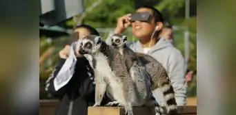 Eclipse Solar 2024: ¿cómo afectará en el comportamiento de animales, abejas y plantas? Eclipse Solar 2024: ¿cómo afectará en el comportamiento de animales, abejas y plantas?