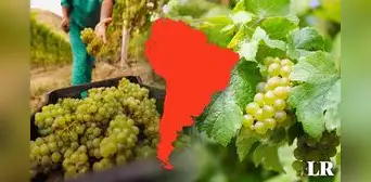 Un país de Sudamérica es el mayor exportador de uvas en el mundo: supera a Chile Un país de Sudamérica es el mayor exportador de uvas en el mundo: supera a Chile