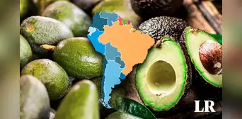 El país que exporta más palta en Sudamérica y es tercero en el mundo: no es Chile ni Colombia
