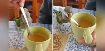 Lorito enternece las redes con curiosa habilidad para endulzar café: “Me electrocutaste, Pedrito” Lorito enternece las redes con curiosa habilidad para endulzar café: “Me electrocutaste, Pedrito”