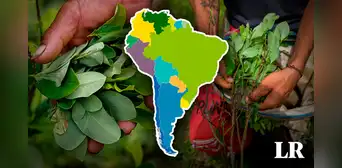 Producción de hoja de coca en el mundo es liderada por 3 países de Sudamérica Producción de hoja de coca en el mundo es liderada por 3 países de Sudamérica