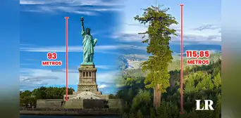 El árbol más grande del mundo está en América: con su altura supera a la Estatua de la Libertad El árbol más grande del mundo está en América: con su altura supera a la Estatua de la Libertad