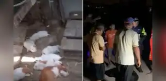 Ate: vecinos piden ayuda para atrapar a desconocido animal que ataca a sus mascotas Ate: vecinos piden ayuda para atrapar a desconocido animal que ataca a sus mascotas