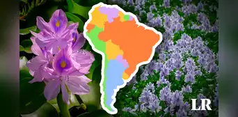 La planta invasora más dominante del mundo es originaria de Sudamérica: es de las 100 más peligrosas