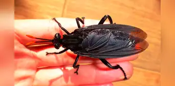 La mosca más grande del mundo mide 7 centímetros y está en tres países de Sudamérica La mosca más grande del mundo mide 7 centímetros y está en tres países de Sudamérica