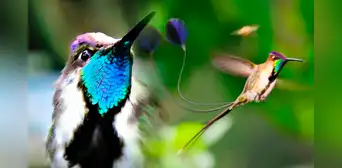 El colibrí más hermoso del mundo proviene de Sudamérica: sus plumas cambian de color con la luz