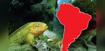 El pez más temido de SUDAMÉRICA está en Perú, según la IA: es peligroso y muy agresivo El pez más temido de SUDAMÉRICA está en Perú, según la IA: es peligroso y muy agresivo