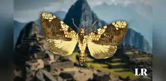 Descubren una nueva especie de mariposa en Machu Picchu: ahora son 365 en la maravilla del Perú Descubren una nueva especie de mariposa en Machu Picchu: ahora son 365 en la maravilla del Perú