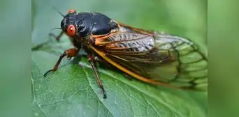 Científicos anuncian invasión de miles de millones de cigarras en Estados Unidos luego de 200 años Científicos anuncian invasión de miles de millones de cigarras en Estados Unidos luego de 200 años