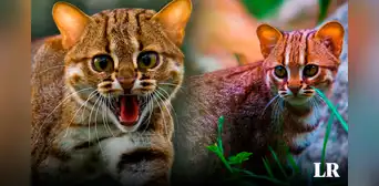 Descubre al gato salvaje más pequeño del mundo: puede cazar presas de hasta 3 veces su tamaño Descubre al gato salvaje más pequeño del mundo: puede cazar presas de hasta 3 veces su tamaño