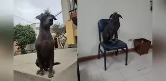 UNI: mujer atropella y mata a Dante, perrito que vivía dentro de la universidad