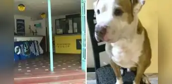 Perro murió asfixiado en bodega de bus: familia pagó S/500 para que viajara en miniván hacia Piura