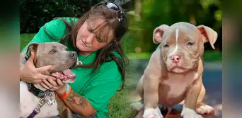 La ciudad de Estados Unidos que busca eliminar prohibición de pitbulls: “No todas las razas son agresivas” La ciudad de Estados Unidos que busca eliminar prohibición de pitbulls: “No todas las razas son agresivas”