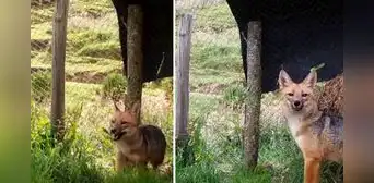 Run Run cumple 2 años de ser rescatado: así luce el zorrito en un zoológico de Cajamarca Run Run cumple 2 años de ser rescatado: así luce el zorrito en un zoológico de Cajamarca