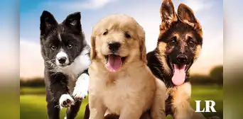 Esta es la raza de perro más inteligente del mundo en 2024, según un nuevo estudio Esta es la raza de perro más inteligente del mundo en 2024, según un nuevo estudio