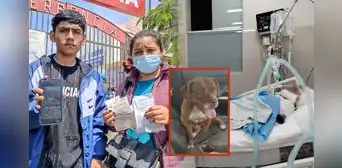 Trujillo: padre de familia queda en coma luego de ser atacado por perros pitbull Trujillo: padre de familia queda en coma luego de ser atacado por perros pitbull