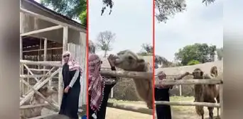 Parque de las Leyendas: hombre se viste de árabe y cruza vallas de seguridad para molestar a camellos Parque de las Leyendas: hombre se viste de árabe y cruza vallas de seguridad para molestar a camellos