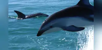 Delfín oscuro: la especie que puede verse desde Lima y está en peligro por la pesca artesanal en el Perú Delfín oscuro: la especie que puede verse desde Lima y está en peligro por la pesca artesanal en el Perú