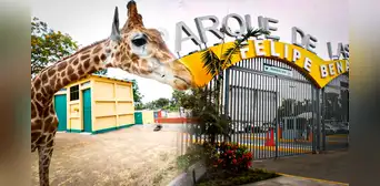 Parque de las Leyendas ofrece programas de voluntariado: conoce cuáles son los requisitos y cómo postular Parque de las Leyendas ofrece programas de voluntariado: conoce cuáles son los requisitos y cómo postular