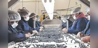 Gobierno volverá a darle privilegios tributarios a las agroexportadoras