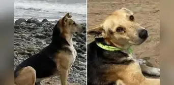 'Vaguito': ¿qué pasó con el 'Hachiko peruano' en la vida real y con quién está ahora el perro? 'Vaguito': ¿qué pasó con el 'Hachiko peruano' en la vida real y con quién está ahora el perro?