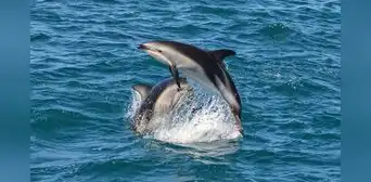 Delfín que nada en las costas de Perú está en peligro por la pesca artesanal