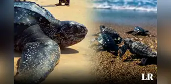 La tortuga marina más grande del mundo está en Sudamérica: única especie con un caparazón suave