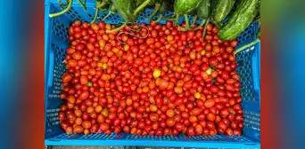 ¿El tomate es una fruta o verdura? Así respondieron a la pregunta en un juicio en Estados Unidos ¿El tomate es una fruta o verdura? Así respondieron a la pregunta en un juicio en Estados Unidos
