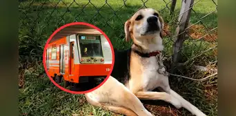 La iniciativa del Metro CDMX para darles hogar a perros abandonados por el Día del Niño La iniciativa del Metro CDMX para darles hogar a perros abandonados por el Día del Niño