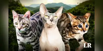 Las 3 razas de gato más exclusivas del mundo en 2024: pagaron hasta 20.000 dólares